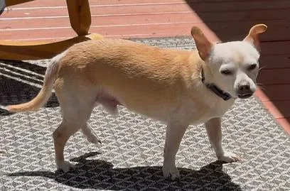 An adult small-sized male Chihuahua dog named Chewie for adoption in Richboro, PA