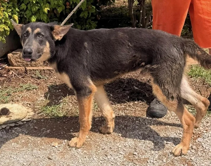 A baby large-sized male German Shepherd Dog dog named Enrique for adoption in Cheektowaga, NY