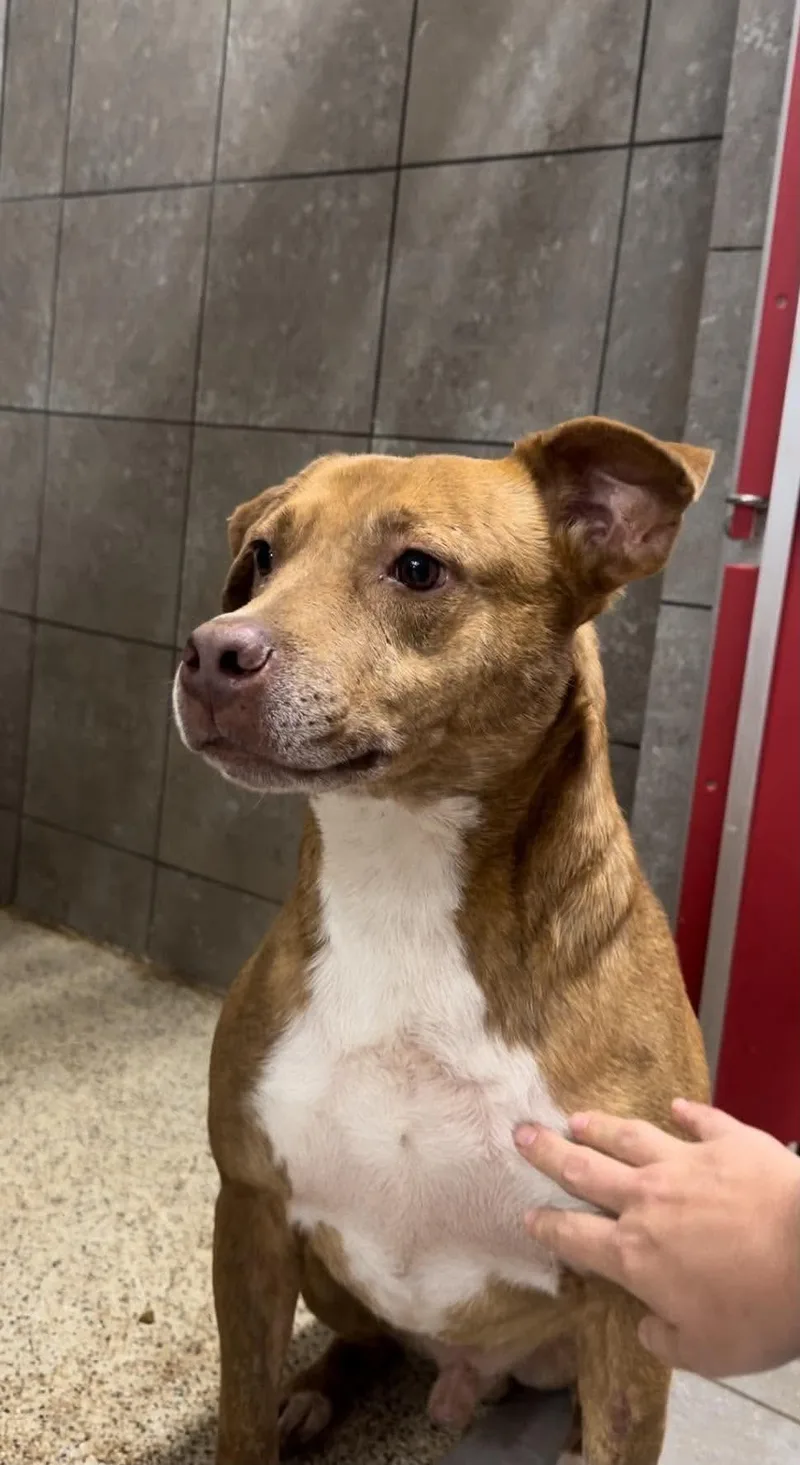 An adult medium-sized male Mixed Breed dog named Rusty for adoption in Springhill, LA