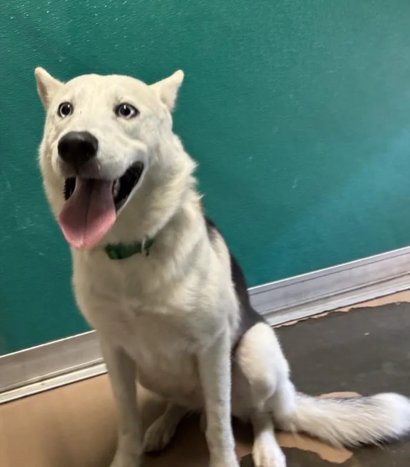 A young medium-sized male Siberian Husky dog named Blizzard for adoption in Texas City, TX