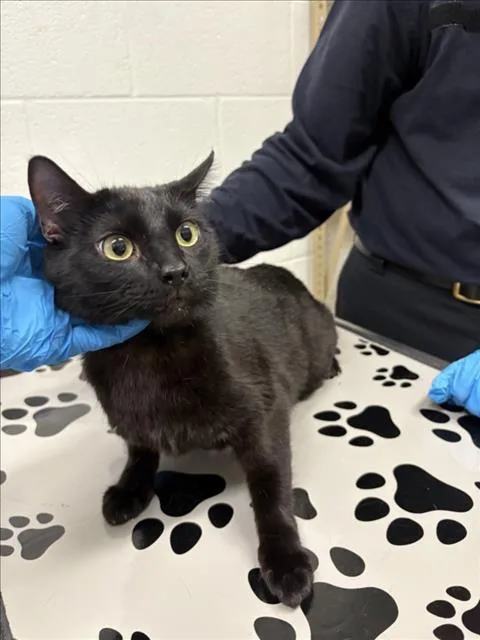 A young small-sized female Domestic Short Hair cat named Clarabell for adoption in Derwood, MD