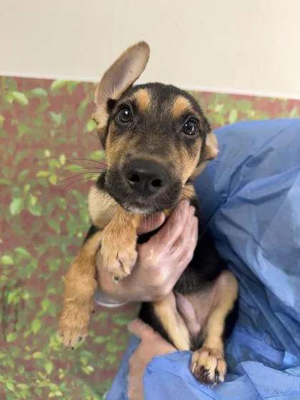 A young small-sized male Shepherd dog named Killian for adoption in San Antonio, TX