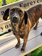 An adult medium-sized female Hound dog named Rosa for adoption in Salisbury, NC