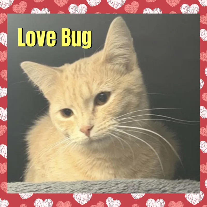 A young medium-sized female Orange & White Domestic Short Hair cat named Love Bug for adoption in Red Lodge, MT