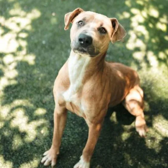 An adult large-sized male Brown / Chocolate Doberman Pinscher dog named Horton for adoption in Hartsville , TN