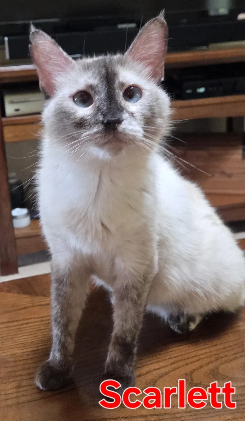 An adult large-sized female Seal Point Siamese cat named Scarlet for adoption in Greensburg, PA