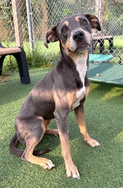 An adult medium-sized female Mixed Breed dog named Noodle for adoption in Columbia, SC