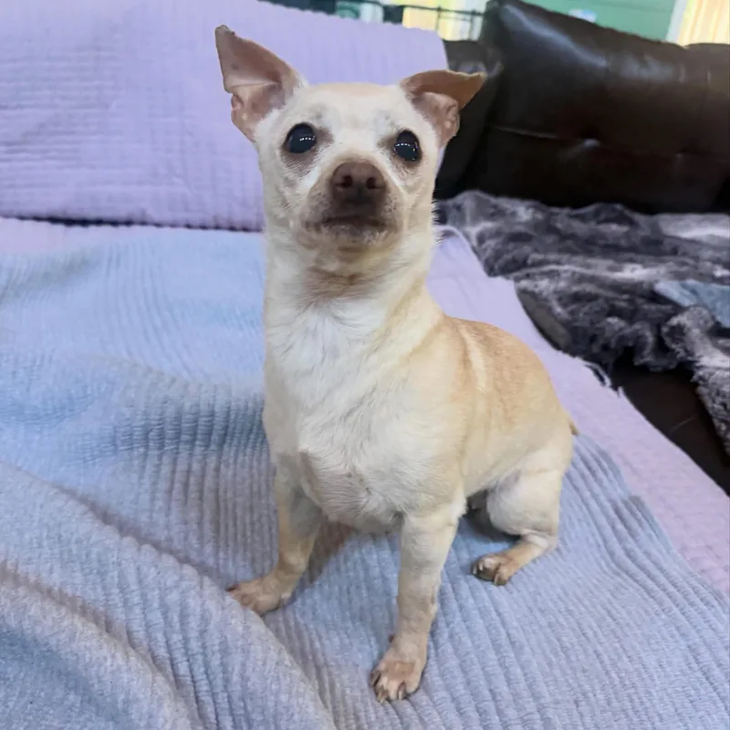 An adult small-sized female White / Cream Chihuahua dog named Britney for adoption in Foster, RI