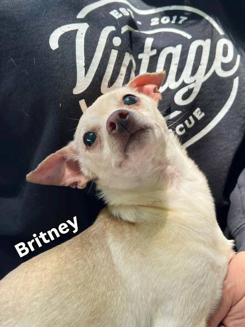 Britney thumbnail 3
