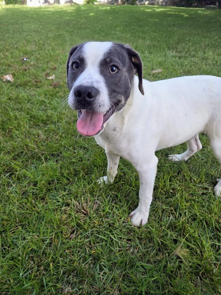 Swing Set thumbnail 2