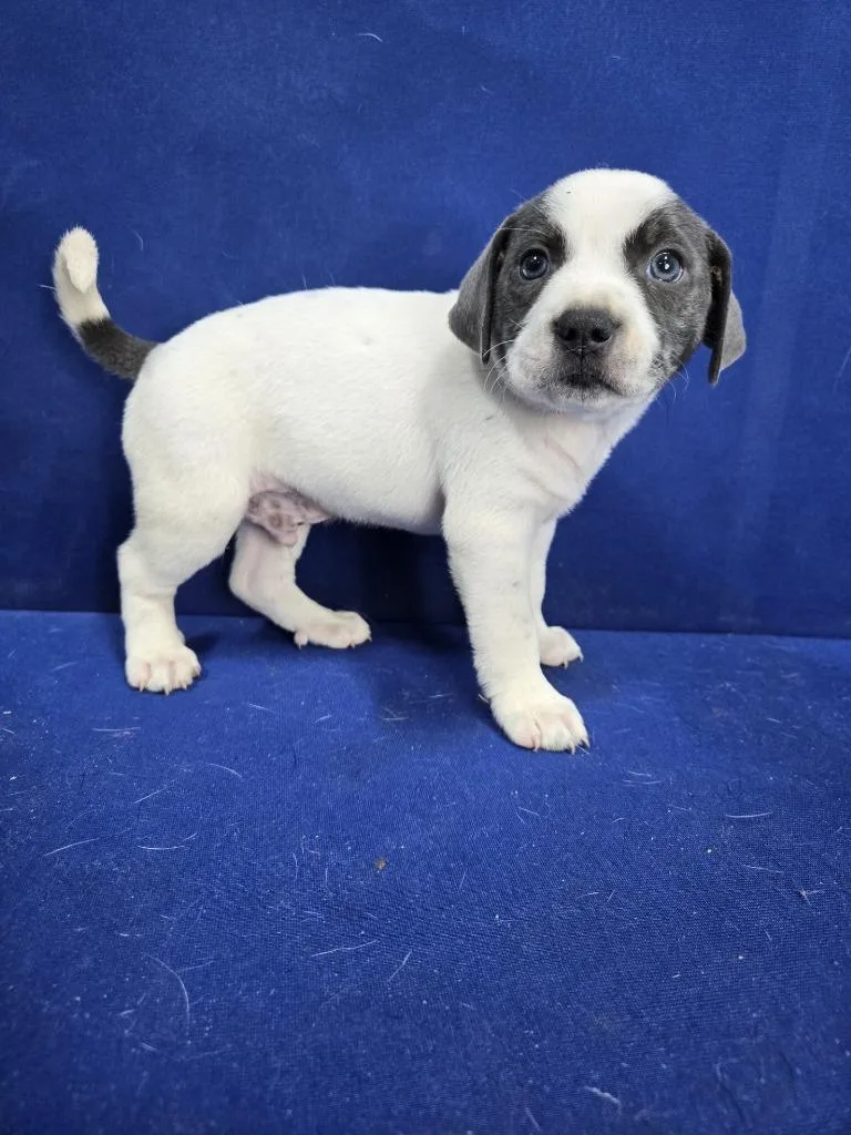 Swing Set thumbnail 3