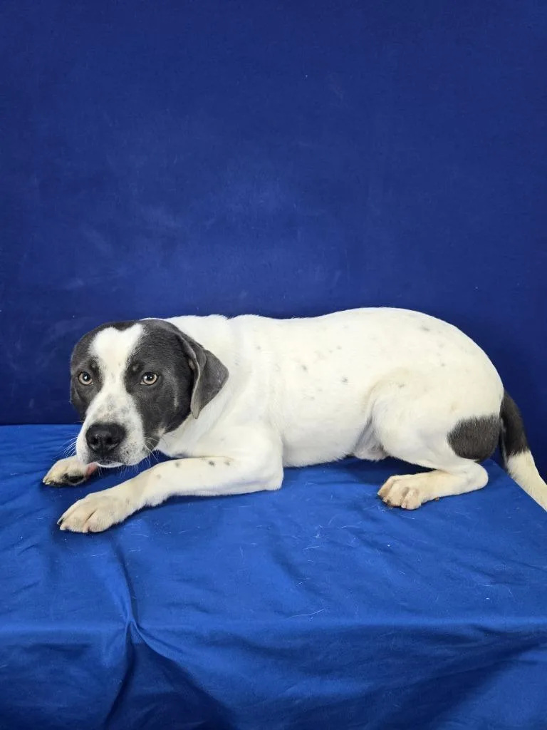 Swing Set thumbnail 4