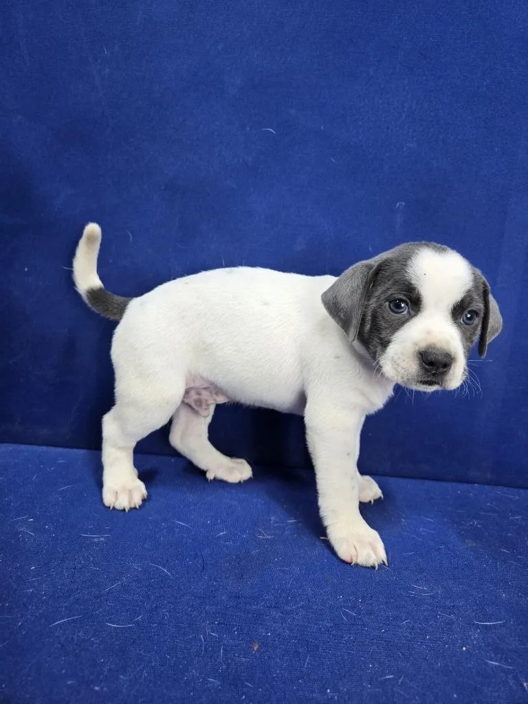 Swing Set thumbnail 6