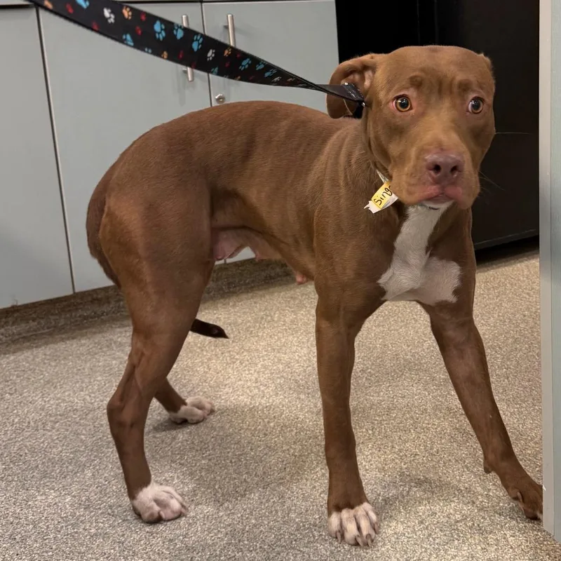 An adult large-sized female Brown / Chocolate Mixed Breed dog named Singer for adoption in Jacksonville, FL