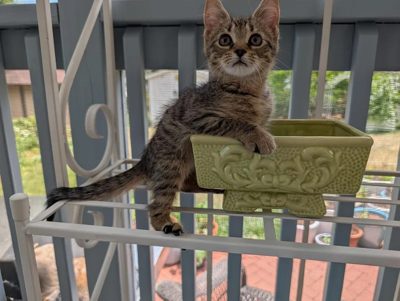 A baby medium-sized female Tabby (Buff / Tan / Fawn) Domestic Short Hair cat named Mavis for adoption in Greensboro, NC
