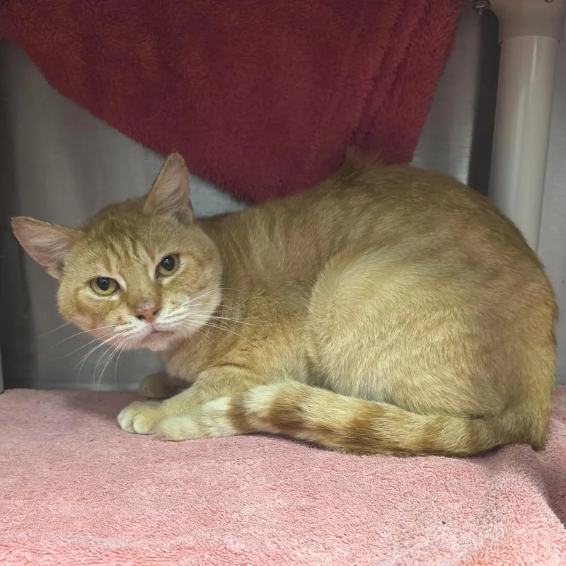 An adult large-sized male Orange / Red Domestic Short Hair cat named Mailman for adoption in Fort Wayne, IN