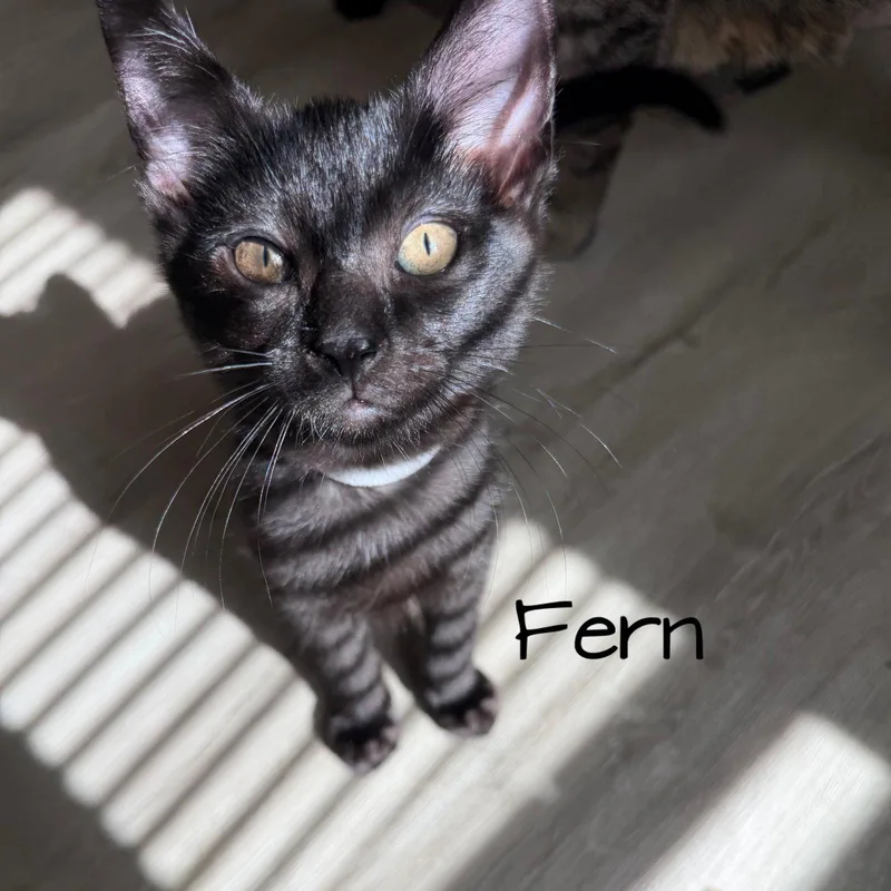 A baby medium-sized male Black Domestic Short Hair cat named Fern for adoption in Rochester, NY