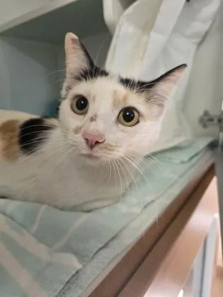 An adult medium-sized female Domestic Short Hair cat named Zoe for adoption in Savannah, GA