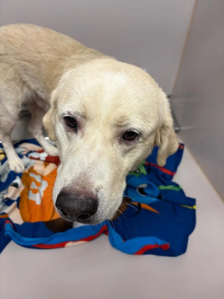 An adult large-sized male Labrador Retriever dog named Sparks for adoption in Sherwood, AR