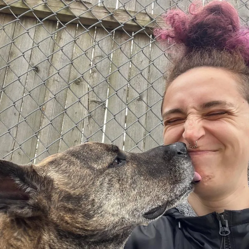 A senior large-sized male Brindle Mixed Breed dog named Tony for adoption in Westhampton, NY