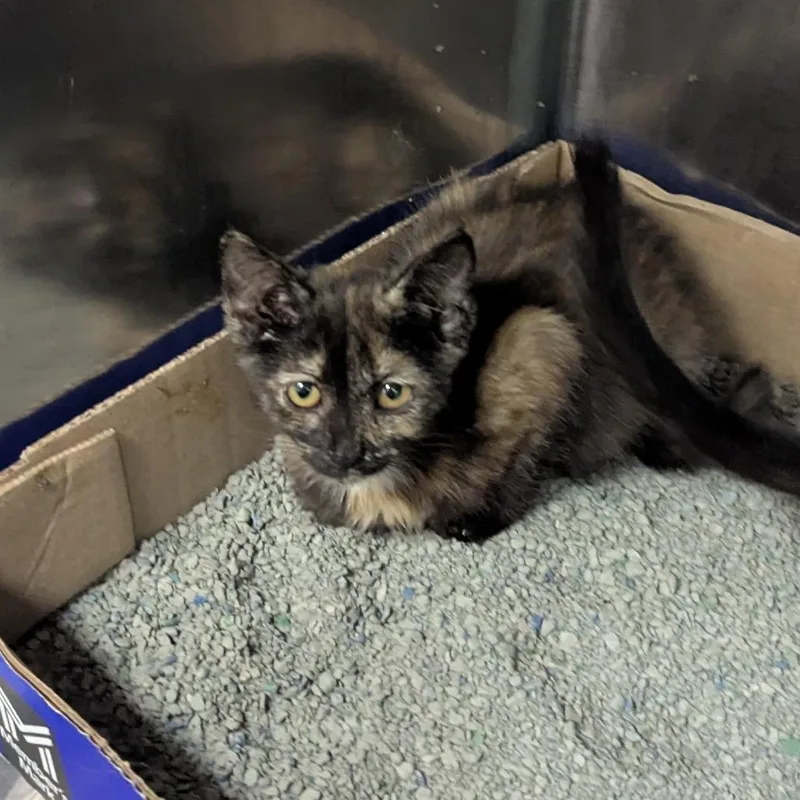 A baby small-sized female Tortoiseshell Domestic Short Hair cat named Selene for adoption in Jeffersonville, IN