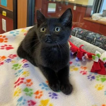 A baby small-sized female Black Domestic Short Hair cat named Weevil for adoption in Rochester, MN