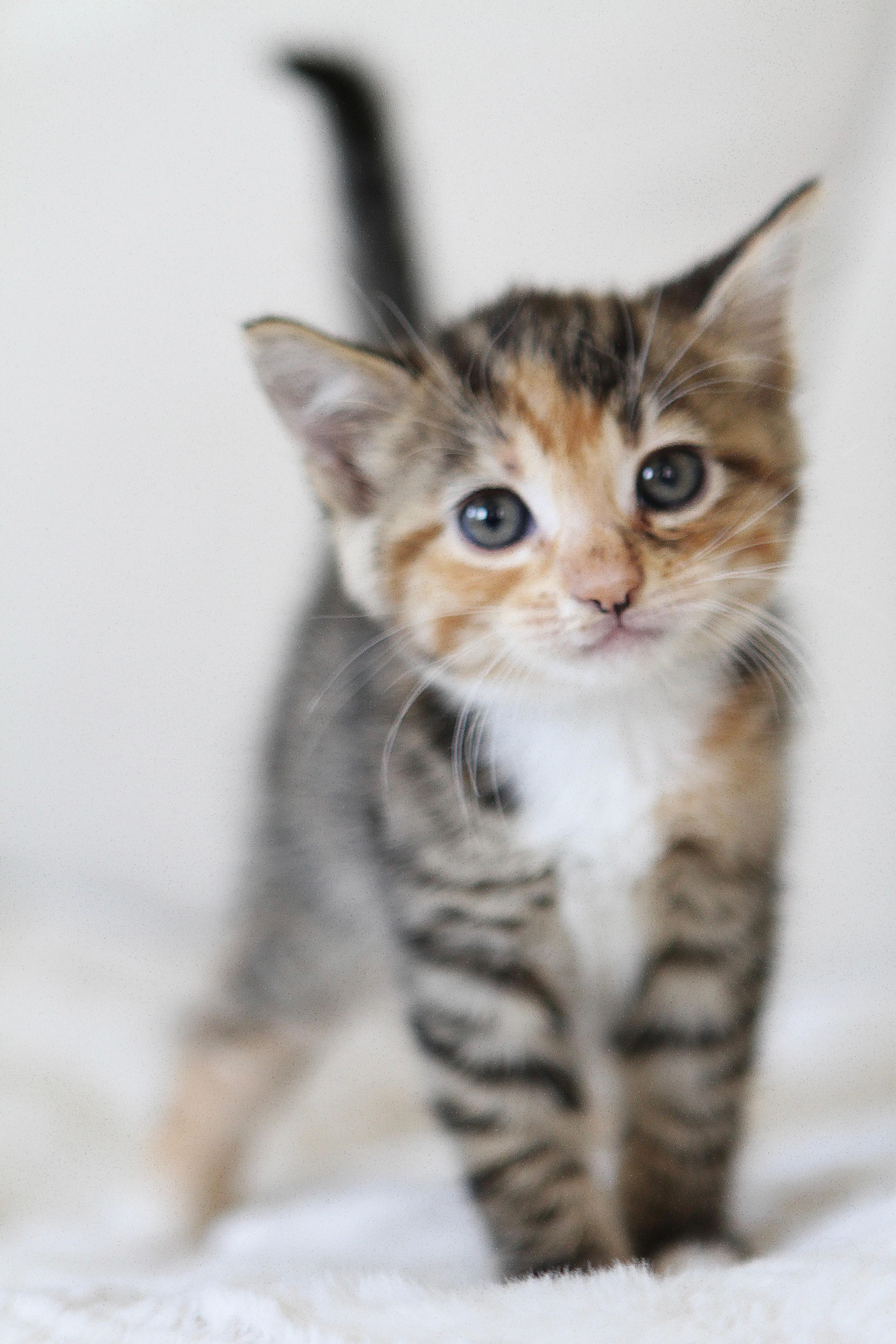 A baby medium-sized female Tabby (Orange / Red) Domestic Short Hair cat named Hazel for adoption in Mission Viejo, CA