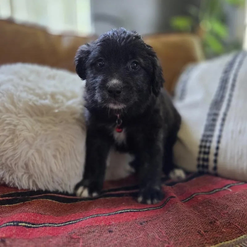 A baby large-sized female Goldendoodle dog named Bologna for adoption in Chattanooga, TN