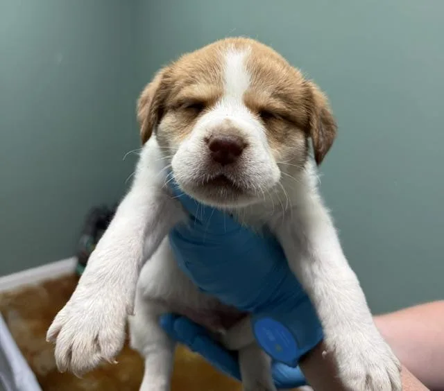 A baby medium-sized male Beagle dog named Bud sweet boy looking for adoption in Conway, SC