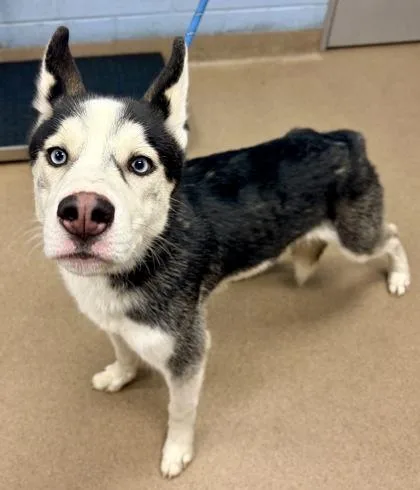 A young medium-sized male Mixed Breed dog named Bobert for adoption in Chamblee, GA