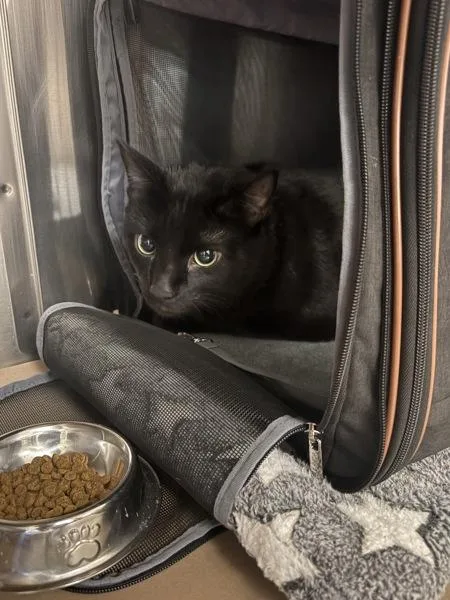An adult extra large-sized male Domestic Short Hair cat named Bug for adoption in Kennewick, WA