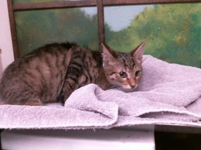 A baby small-sized male Domestic Short Hair cat named Tiger for adoption in Houston, TX