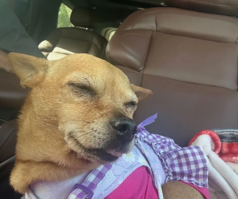 An adult small-sized female Yellow / Tan / Blond / Fawn Chihuahua dog named Coco for adoption in Humble, TX