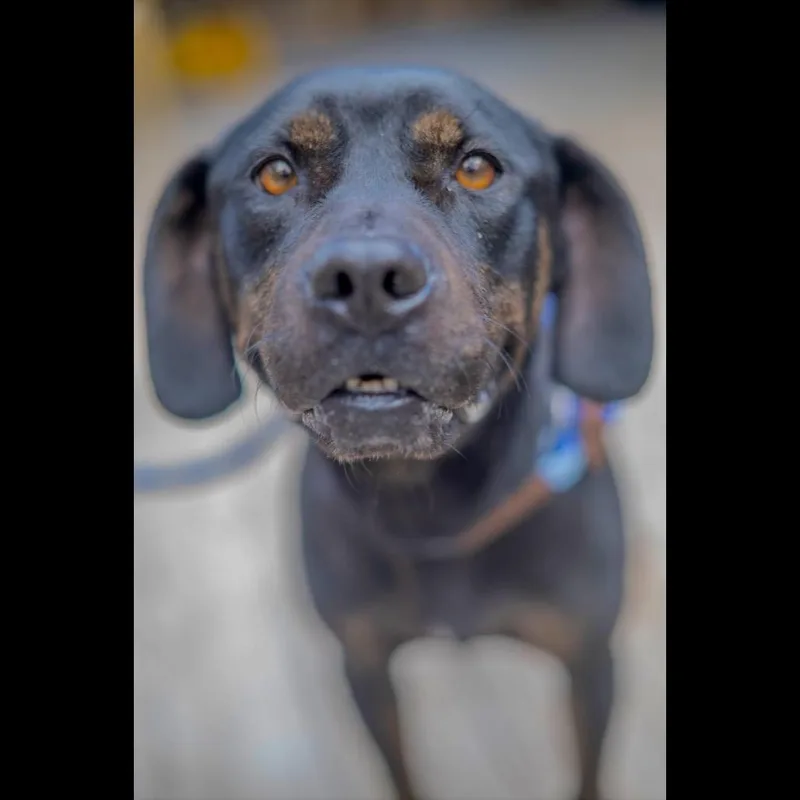 An adult medium-sized female Black Rottweiler dog named Magic for adoption in Decatur, GA
