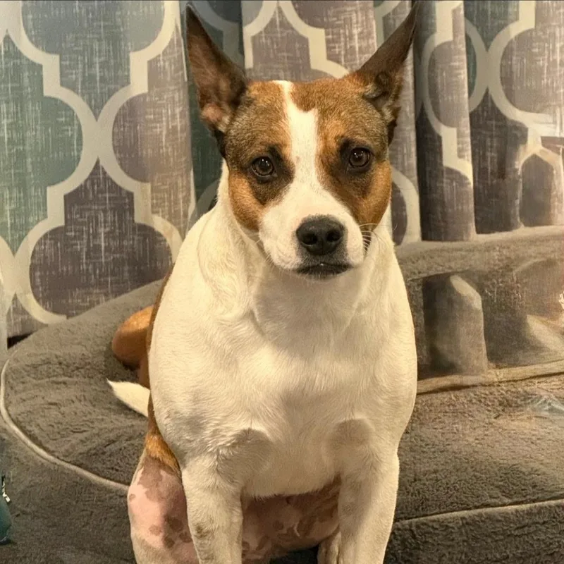 An adult medium-sized female White / Cream American Staffordshire Terrier dog named Paige for adoption in CORPUS CHRISTI, TX