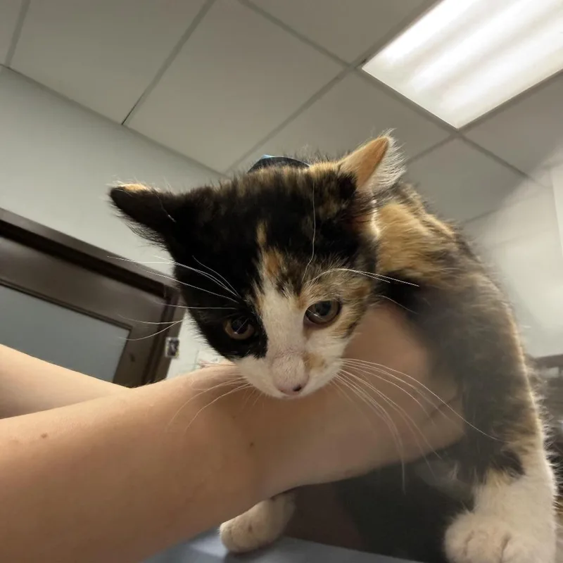 A baby small-sized female Calico Domestic Short Hair cat named Caramel Cluster for adoption in Durango, CO