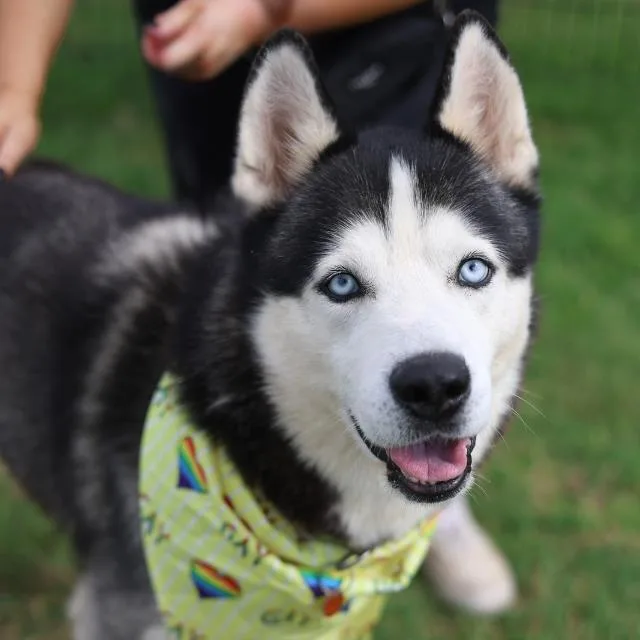 A young large-sized male Husky dog named A for adoption in San Antonio, TX