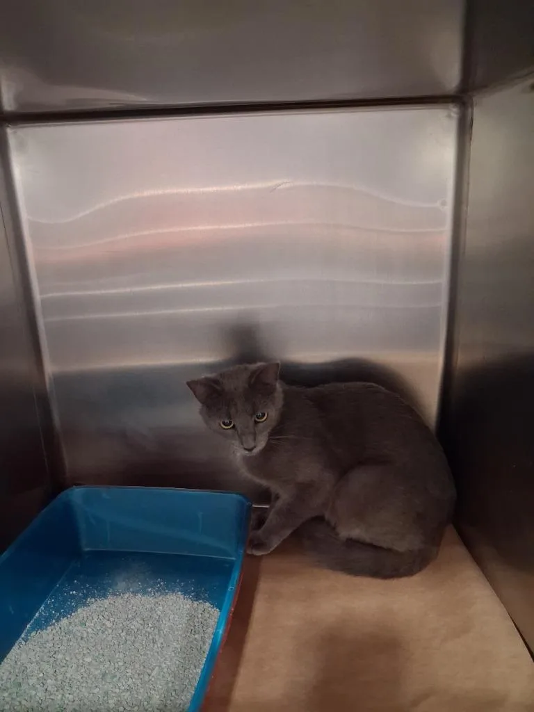 A young large-sized male Domestic Short Hair cat named Cecile for adoption in Cartersville , GA