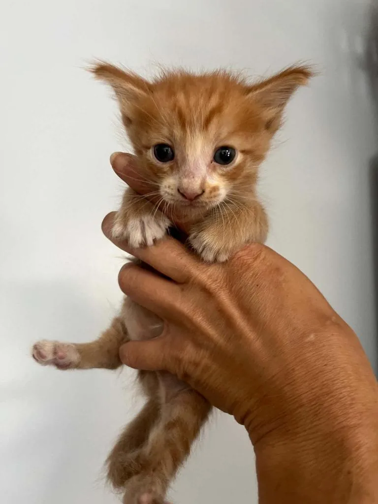 A baby small-sized male Domestic Short Hair cat named Igor for adoption in Lavonia, GA
