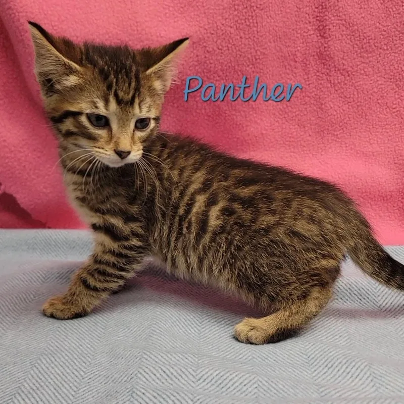 A baby small-sized female Brown / Chocolate Domestic Short Hair cat named Panther for adoption in Parkersburg, WV