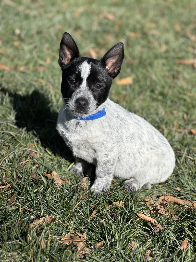 Shackleford thumbnail 2