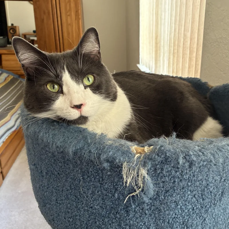 An adult medium-sized male Gray / Blue / Silver Domestic Short Hair cat named Gus for adoption in Albuquerque, NM