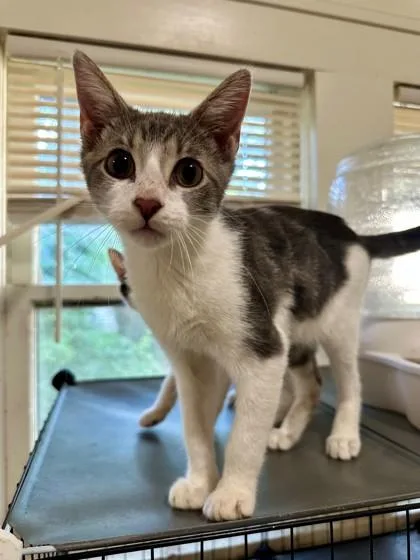 A baby medium-sized male Gray / Blue / Silver Domestic Short Hair cat named Sprout for adoption in Kansas City, MO