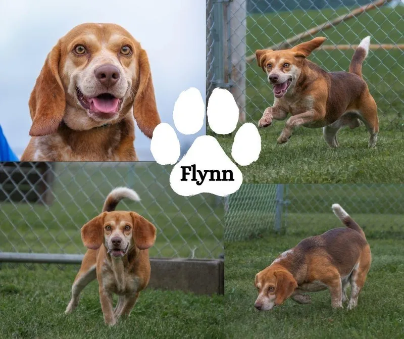 An adult small-sized male Red / Chestnut / Orange Beagle dog named Flynn for adoption in Winchester, KY