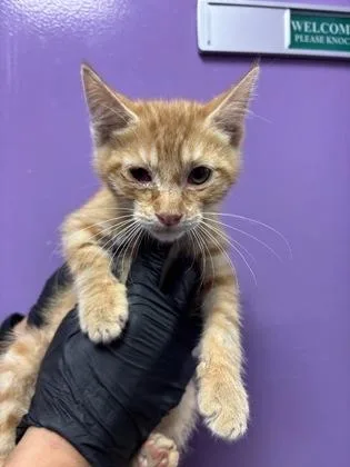 A baby medium-sized male Domestic Short Hair cat named 61779805 for adoption in El Paso, TX