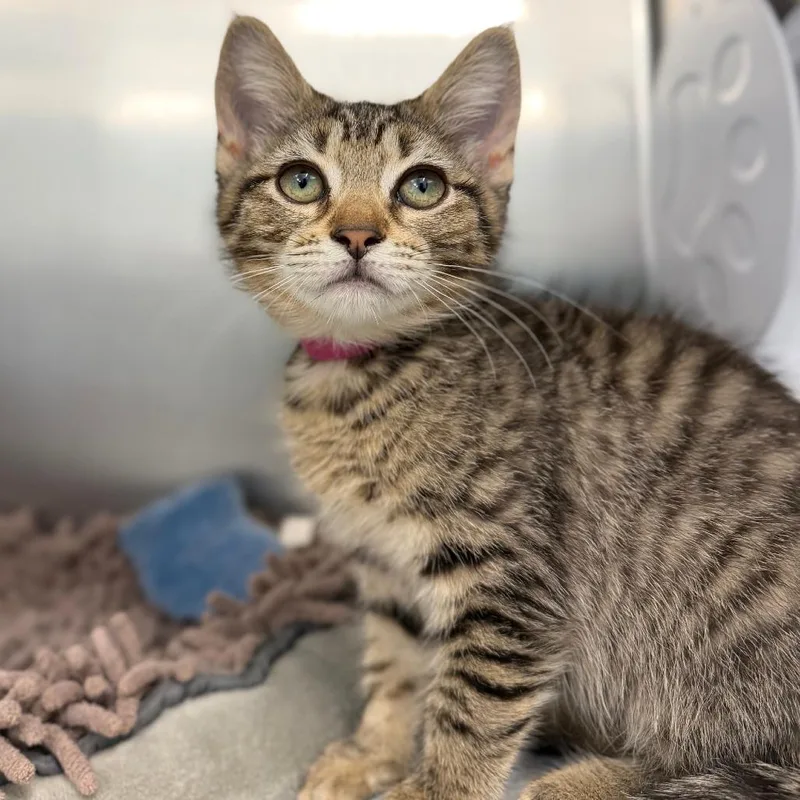 A baby small-sized female Brown / Chocolate Domestic Short Hair cat named Sweeper for adoption in Marshall, VA