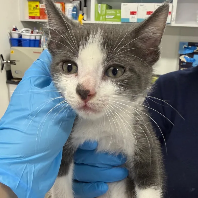 A baby small-sized male Gray / Blue / Silver Domestic Short Hair cat named Ahnjstray for adoption in Newark, NJ