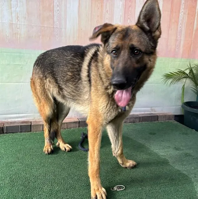 An adult medium-sized female German Shepherd Dog dog named Sam for adoption in Baldwin Park, CA