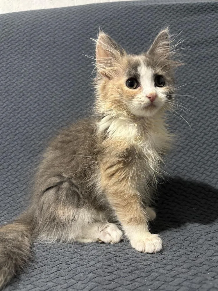 A baby small-sized female Gray & White Domestic Long Hair cat named Bambi for adoption in Chicago, IL