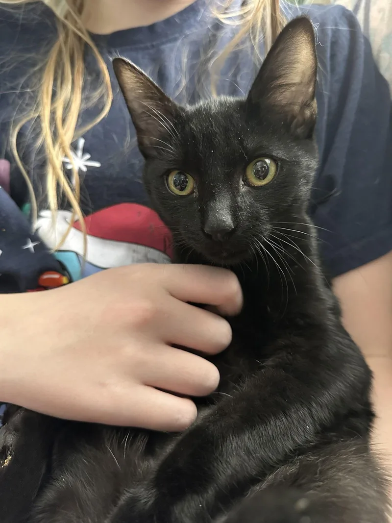 An adult medium-sized female Black & White / Tuxedo Domestic Short Hair cat named Zoey for adoption in Rockaway, NJ